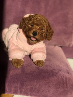 Anne Altından TOY POODLE YAVRULAR 1