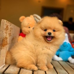 Gold Renk, TeddyBear Yüz Yapısına Sahip Kızımız 3