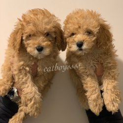 Apricot Toy Poodle Bebekler 3