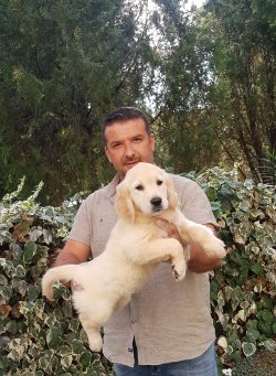 Jumbo Golden  Yavrularımız 1