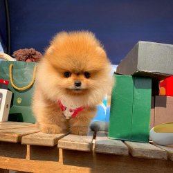 Irk Ve Saglık Garantili Pomeranıan Boo Yavrularımız 3