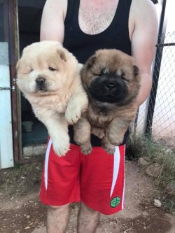 Beyaz Chow Chow Yavrularımız 5