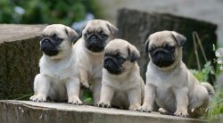 A KALİTE PUG MOPS YAVRULARI 4