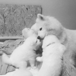 PAMUK GİBİ SAMOYED YAVRULARI 3