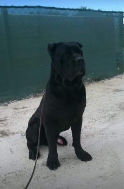 DEV CANE CORSO YAVRULARI 2