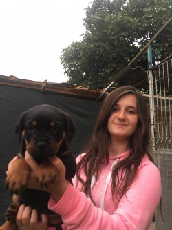 Dev Rottweiler Yavrularımız 1