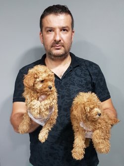 Toy Poodle Yavruları Sizlere Sunulmaktadır 2