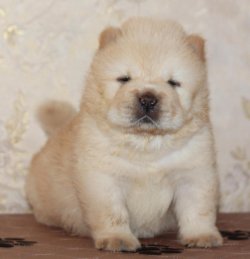 Chow Chow Yavruları 4
