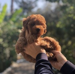 Red Ve Apricot Toy Poodle Yavrularimiz 2
