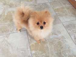 ACİL POMERANİAN BOO DİŞİ YAVRULAR 5