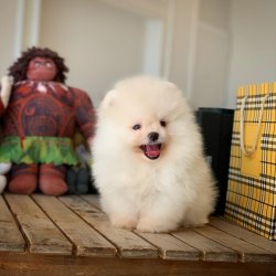 Üst Segment PomeranianBoo Kızımız 4