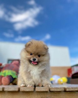 Yeni Gelen Teddybear Pomeranianboo Yavrularımızdan 2