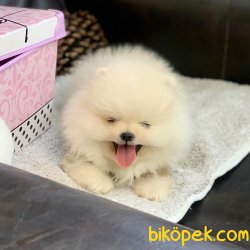 Pomeranian Boo Irk Ve Sağlık Garantili Yavrularımız 3