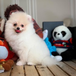 3 Aylık Beyaz PomeranianBoo Yavrumuz 2