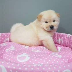 Kartopu Mor Di̇l Chow Chow Yavruları 2