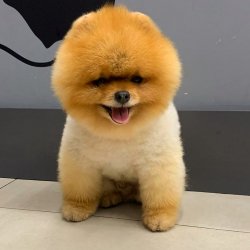 Teddy Face Pomeranian Boo Yavrularımız 1
