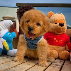Yeni Gelen Poodle Yavrularımızdan 5