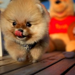 Yeni Gelen TeddyBear PomeranianBoo Yavrularımızdan 5