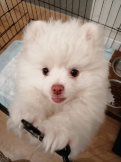 2.5 Aylık Secereli Karneli Pomeranian Boo 2