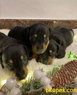 Dachound Sosis Yavrular 3