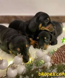 Dachound Sosis Yavrular 2