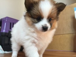 Sahibinden Parti Color Pomeranian 4