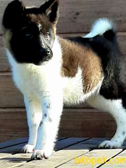 Daf Kan American Akita Inu Yavruları Istanbul 4