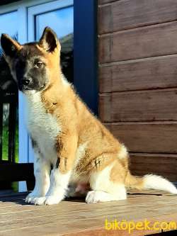 Daf Kan American Akita Inu Yavruları Istanbul 3