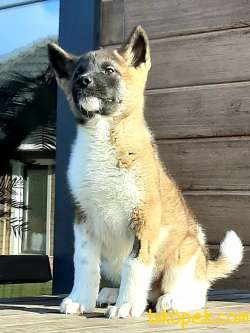Daf Kan American Akita Inu Yavruları Istanbul 2