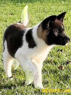Daf Kan American Akita Inu Yavruları Istanbul 1