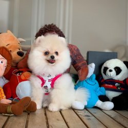 3 Aylık Beyaz PomeranianBoo Yavrumuz 1