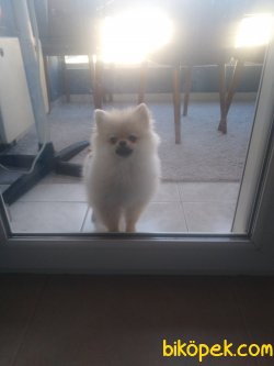 Güzeller Güzeli Gerçek Pomeranian 5