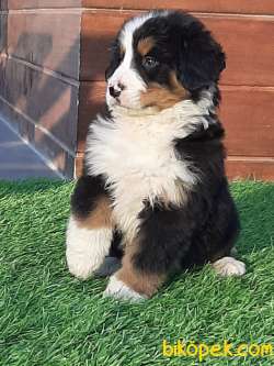 DAG KÖPEĞİ BERNESE 3