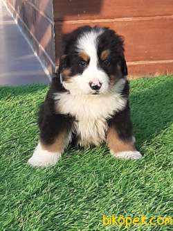 DAG KÖPEĞİ BERNESE 5