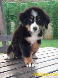 DAĞ KÖPEĞİ  BERNESE MOUNTAIN DOG YAVRULARI 2