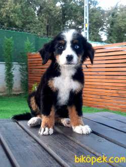 DAĞ KÖPEĞİ  BERNESE MOUNTAIN DOG YAVRULARI 5