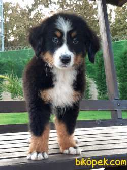 DAĞ KÖPEĞİ  BERNESE MOUNTAIN DOG YAVRULARI 4