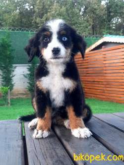 DAĞ KÖPEĞİ  BERNESE MOUNTAIN DOG YAVRULARI 1