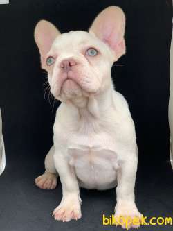 DAHA GÜZELİ YOK PLATİN FRENCH BULLDOG 1