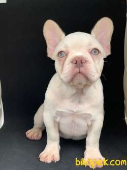 DAHA GÜZELİ YOK PLATİN FRENCH BULLDOG 4