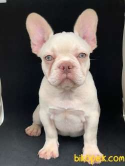 DAHA GÜZELİ YOK PLATİN FRENCH BULLDOG 4