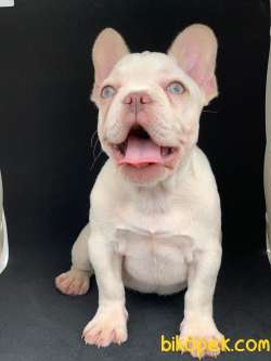 DAHA GÜZELİ YOK PLATİN FRENCH BULLDOG 3