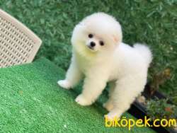 DAHA İYİSİ YOK POMERANİAN BOO 1