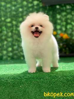 DAHA İYİSİ YOK POMERANİAN BOO 3