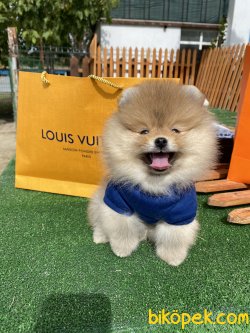 Daha Kalitelisi Yok 0 Irk Belgeli Pomeranian Ayı Surat 4
