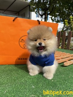 Daha Kalitelisi Yok 0 Irk Belgeli Pomeranian Ayı Surat 1