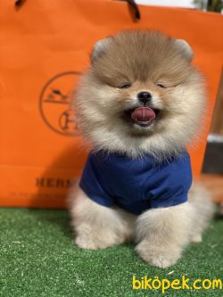 Daha Kalitelisi Yok 0 Irk Belgeli Pomeranian Ayı Surat 3