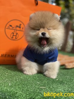 Daha Kalitelisi Yok 0 Irk Belgeli Pomeranian Ayı Surat 2