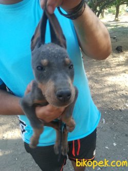 DOBERMAN BLUE HEM DE COK UYGUNA !!!!! 2