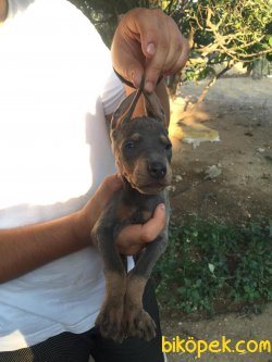 DOBERMAN BLUE HEM DE COK UYGUNA !!!!! 1